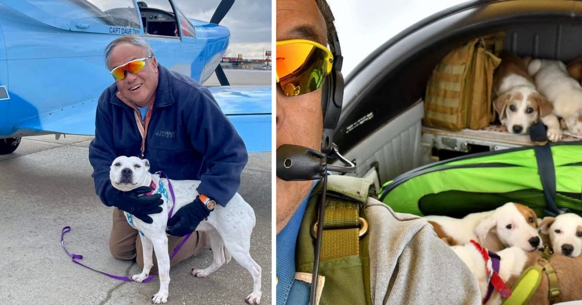 Retired pilot flies rescue dogs to new homes for free and has ...