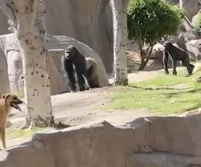 Stray dog wanders into gorilla habitat finding himself in dangerous