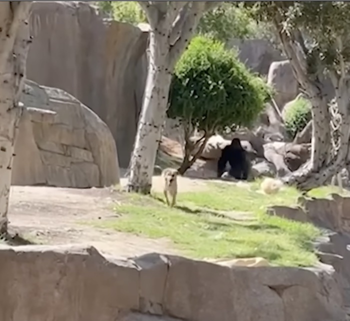 Stray dog wanders into gorilla habitat finding himself in dangerous