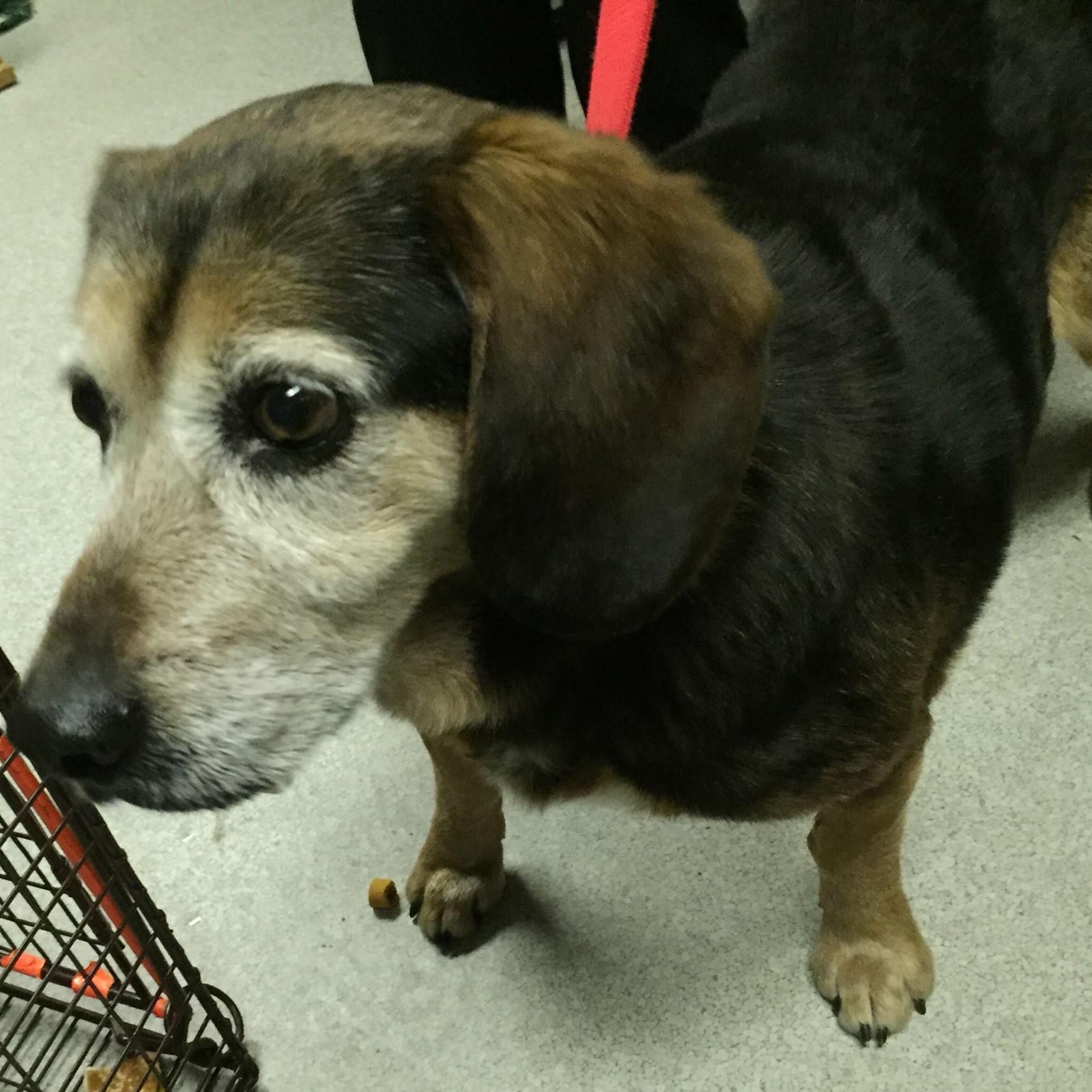 Sad dog that’s been missing for over 2 years hears voice he recognizes