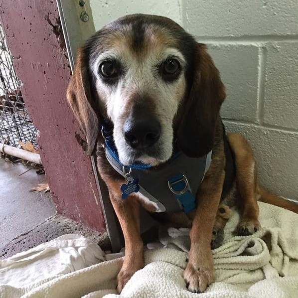 Sad dog that’s been missing for over 2 years hears voice he recognizes