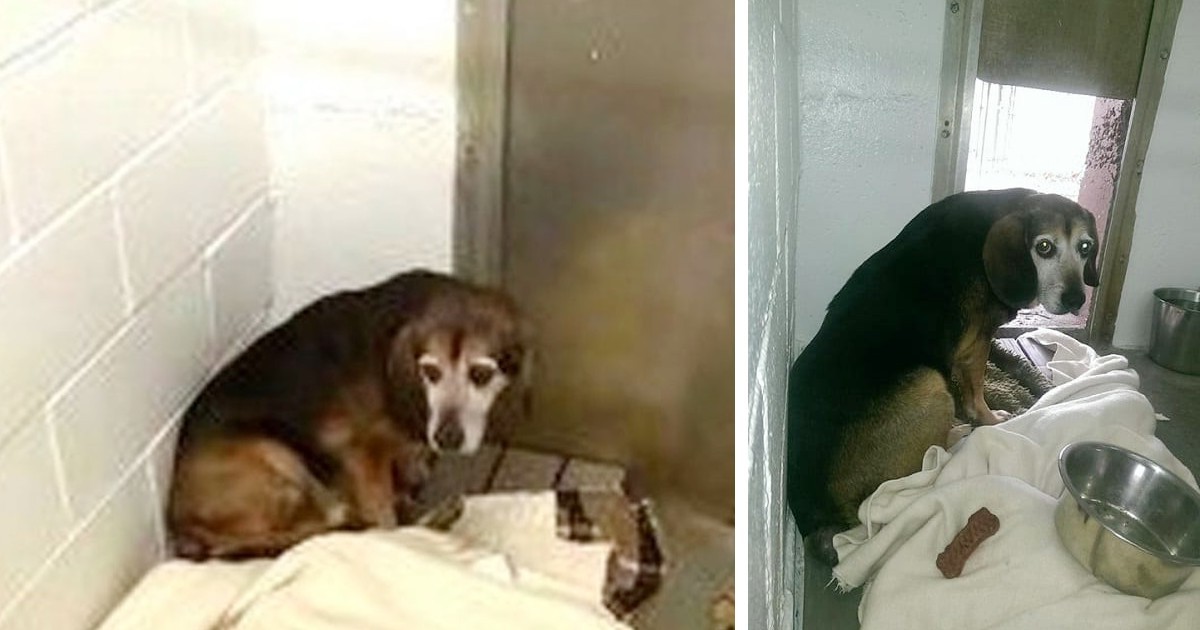 Sad dog that’s been missing for over 2 years hears voice he recognizes