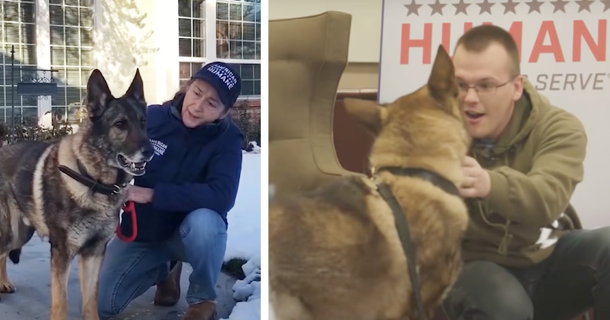 Military dog reunites with handler after year apart