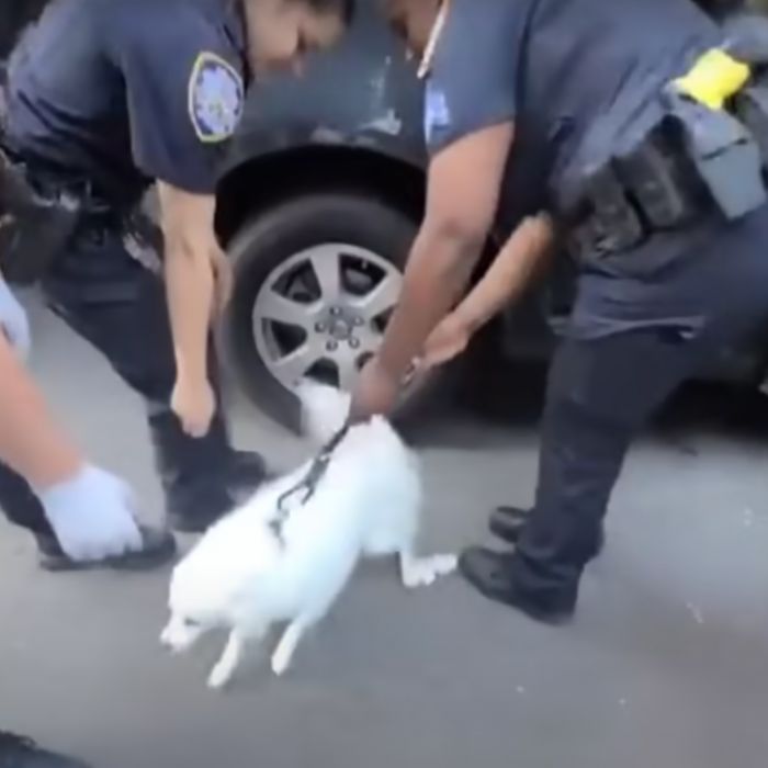 Police officer rescues dog from hot car and completely falls in love ...
