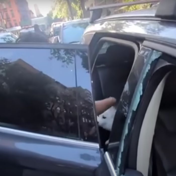 Police officer rescues dog from hot car and completely falls in love ...