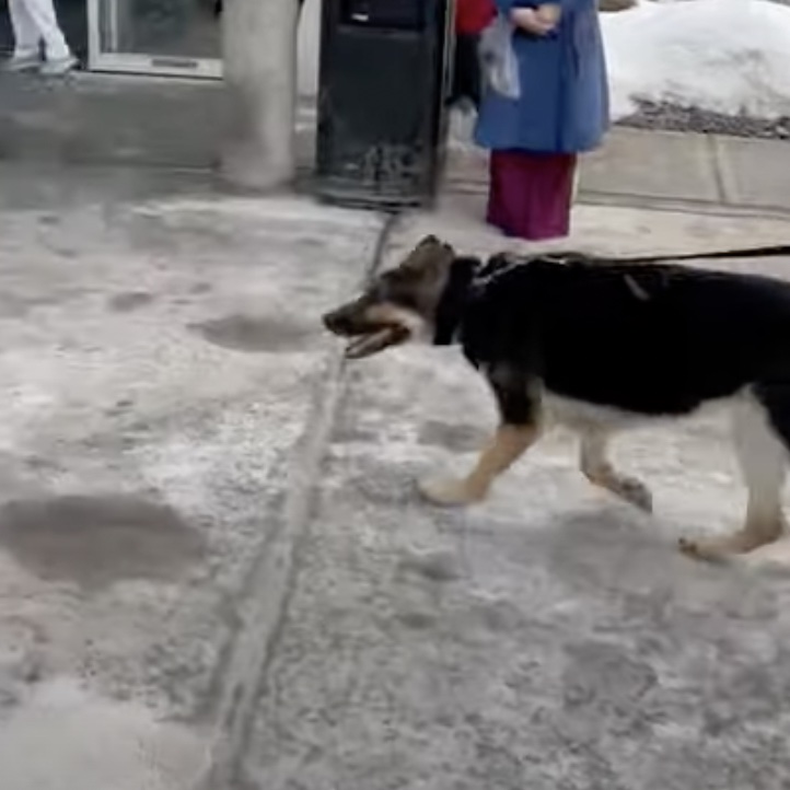 Dog freaks out reuniting with owner whom she kept alive during stroke