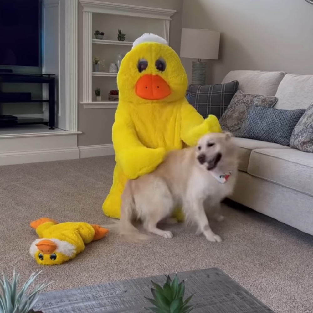 Owner dresses up as dog’s favorite toy and dog’s reaction is melting hearts
