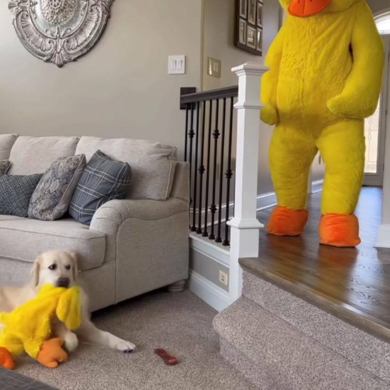 Owner dresses up as dog’s favorite toy and dog’s reaction is melting hearts