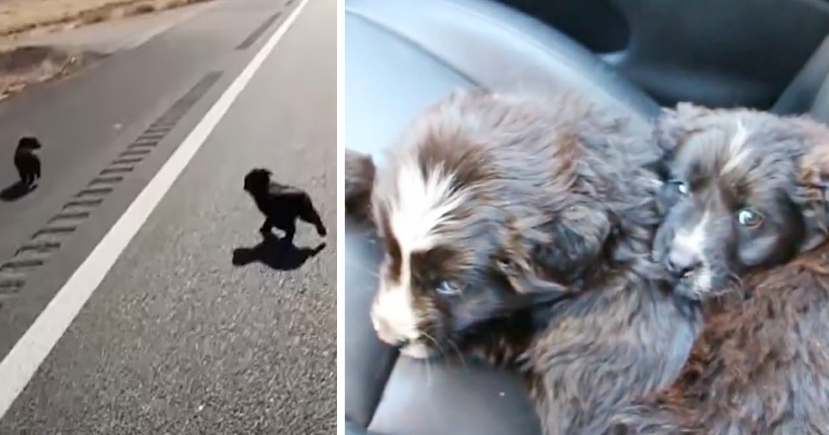 Man spots tiniest abandoned puppies in middle of road and jumps to ...