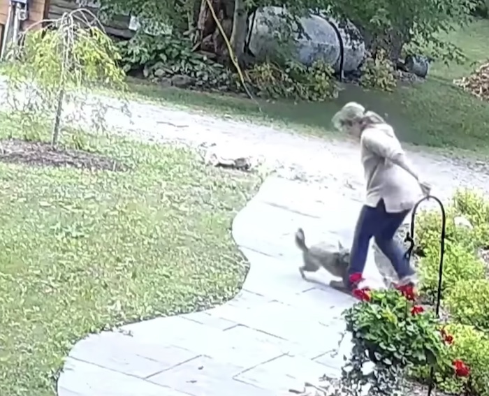 A rabies-infected fox attacked a woman in her yard and would not let go