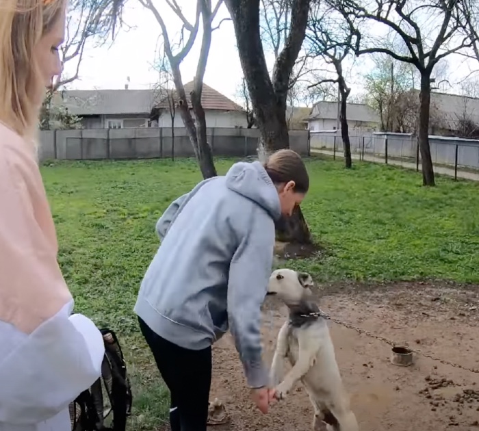 Pitbull spends life on a chain until strangers arrive 1 day to rescue him