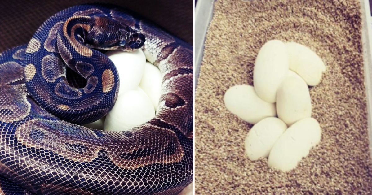 62-year-old python lays 7 eggs after not having been near a male in 15 ...