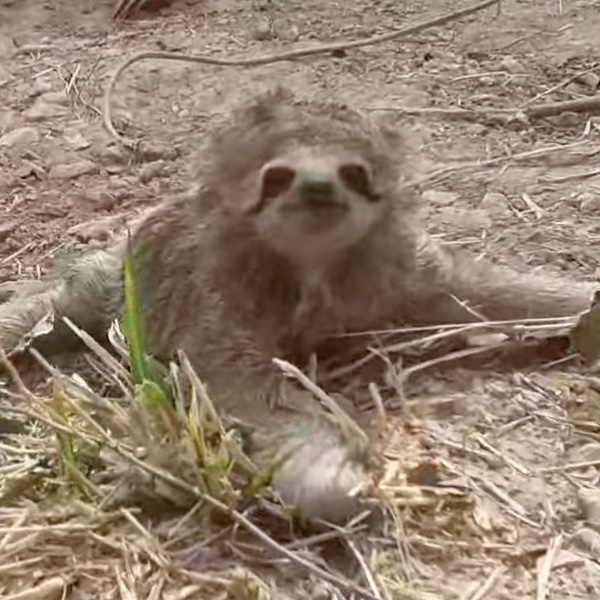 Heartbroken sloth mom is ‘overjoyed’ to reunite with missing baby