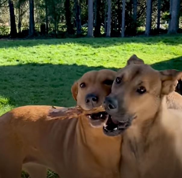 Shelter dog refused to make eye contact with anyone makes the most