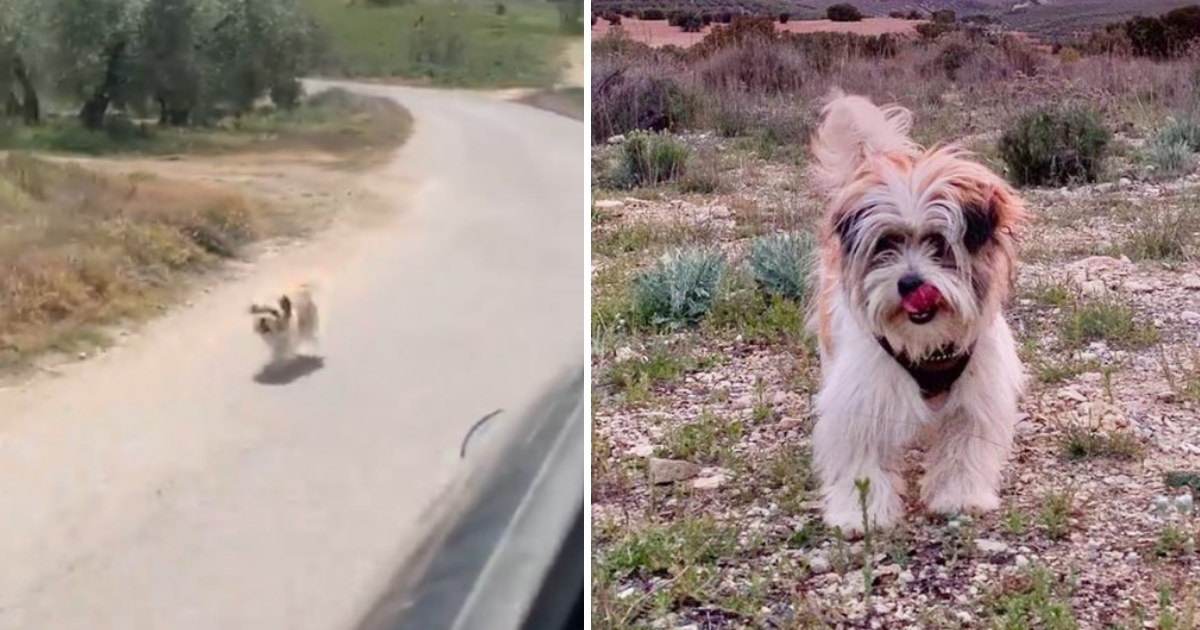 Abandoned dog chases strangers’ car and finds herself a loving forever home