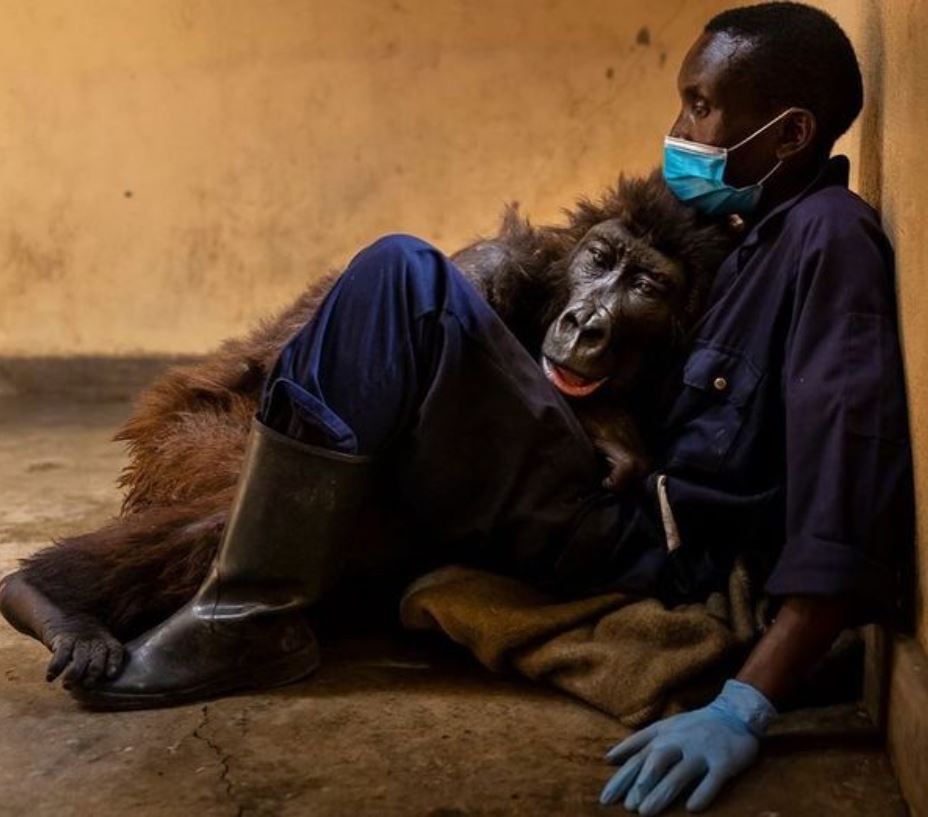 Sick gorilla takes last breath in arms of man who rescued and raised
