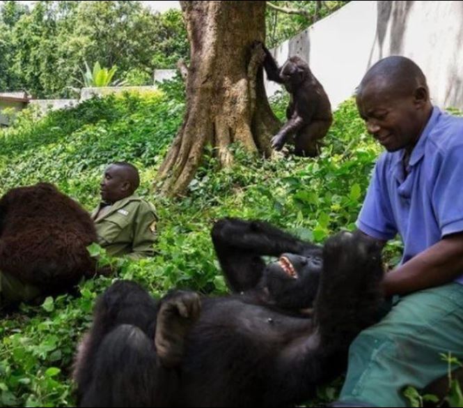 Sick gorilla takes last breath in arms of man who rescued and raised