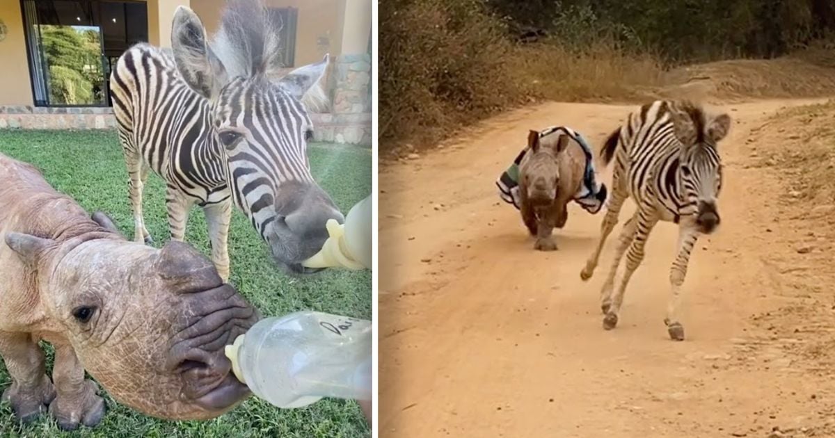 Baby zebra and orphaned rhino’s unlikely and adorable friendship is