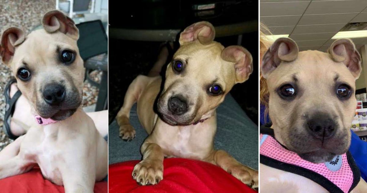 This adorable rescue pup is melting hearts with her “cinnamon roll” ears