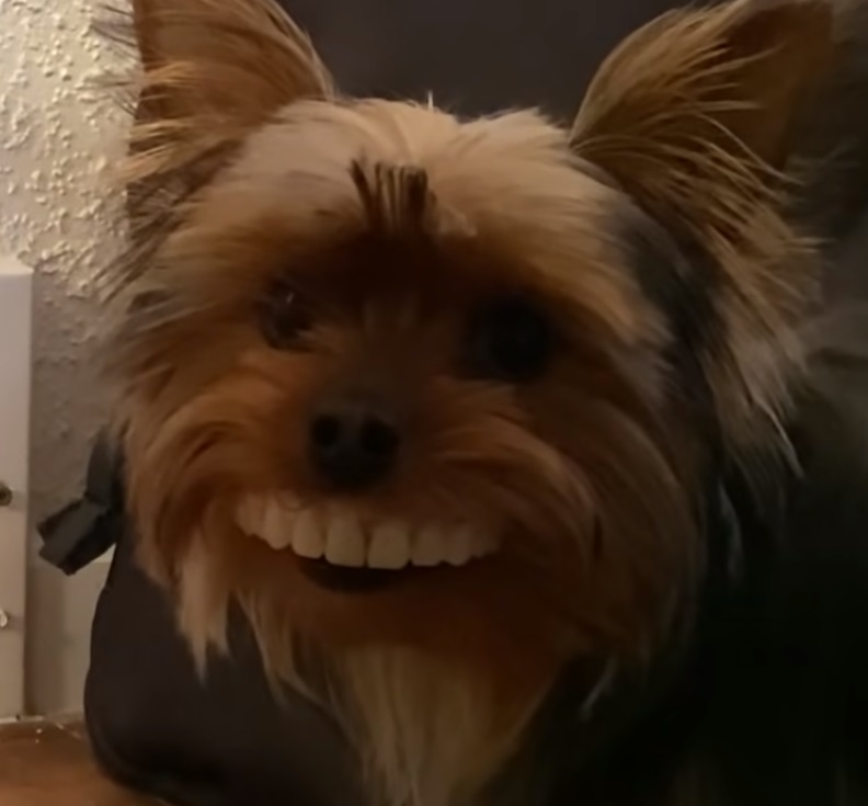Dog steals fake teeth off table and wears them proudly around the house
