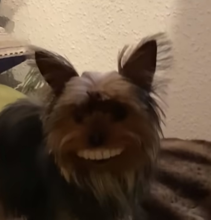 Dog steals fake teeth off table and wears them proudly around the house