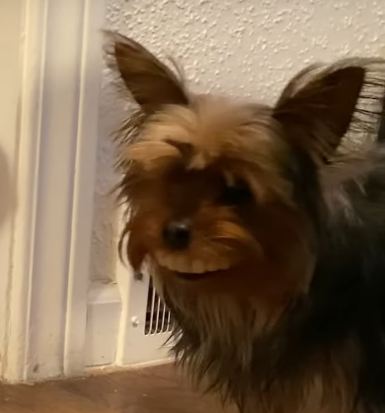 Dog steals fake teeth off table and wears them proudly around the house