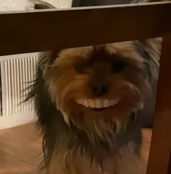 Dog steals fake teeth off table and wears them proudly around the house