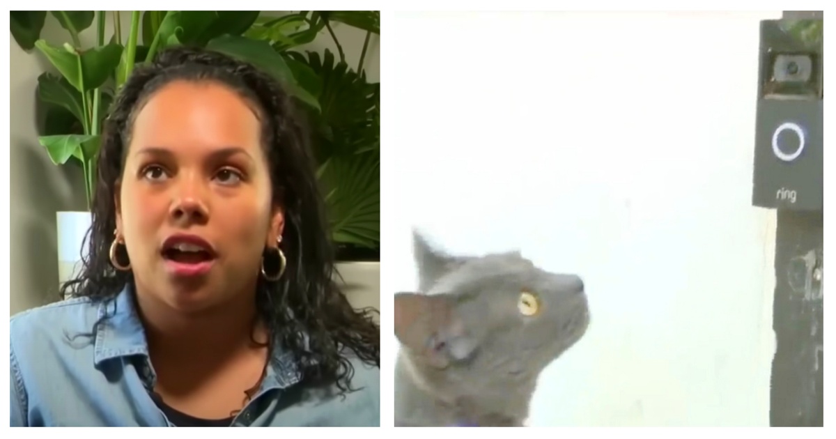 Missing cat returns home, alerting owners she’s returned by ringing