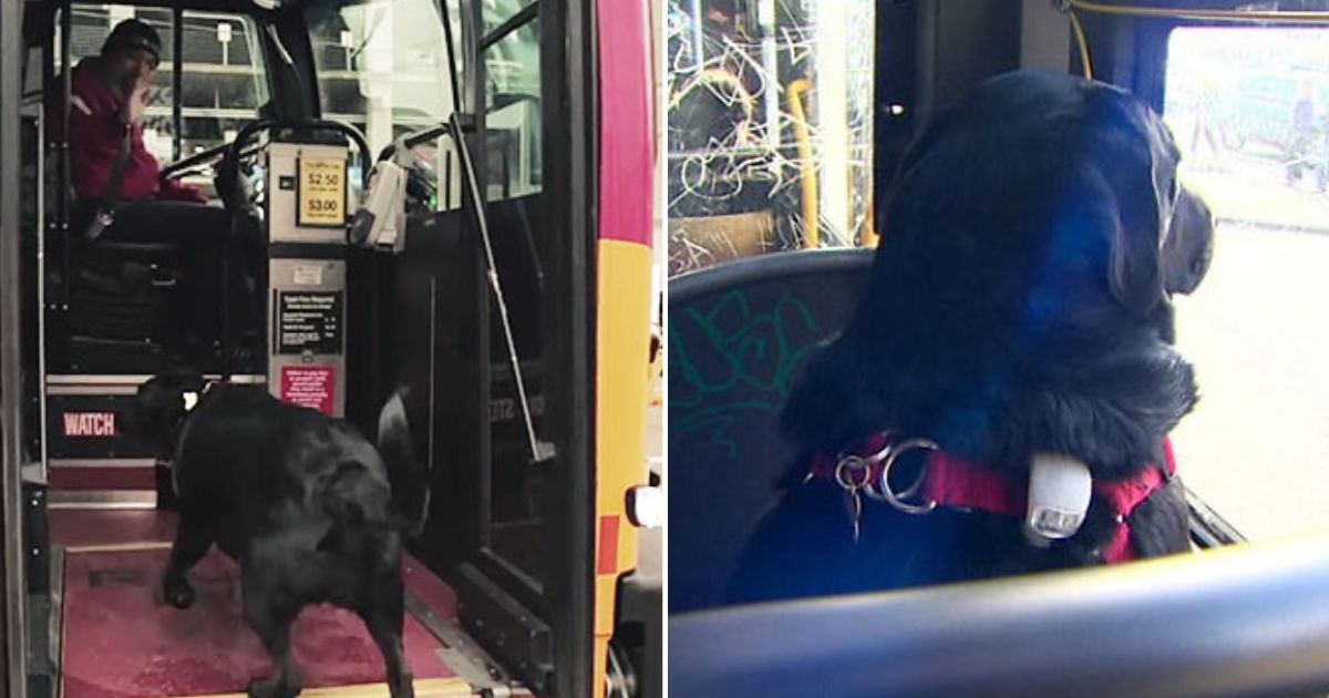 Every day, dog rides the bus by herself to visit her favorite place