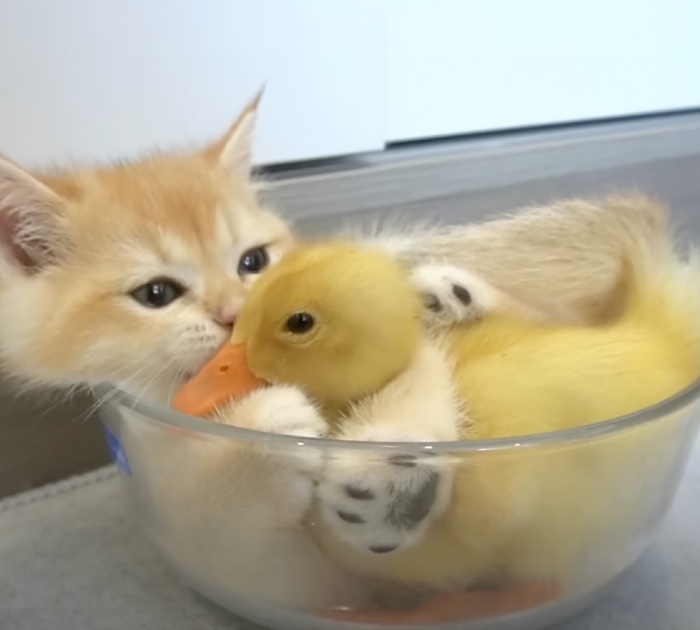 Tiny kitten showers duckling with affection so it won’t leave in