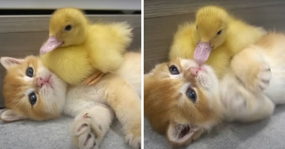 Kitten bonds with tiny duckling and now they have the most adorable