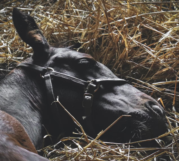 Owner films horses peacefully snoring and farting in the barn