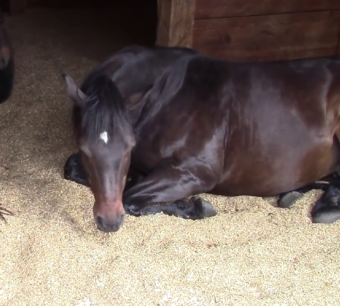 Owner films horses peacefully snoring and farting in the barn