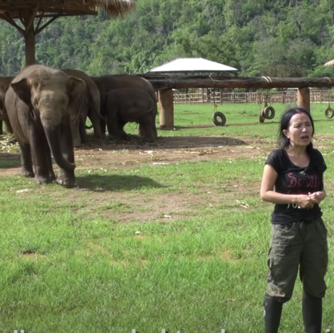 Animals Getting Interviewed Woman’s being interviewed when adorable elephant steals the spotlight