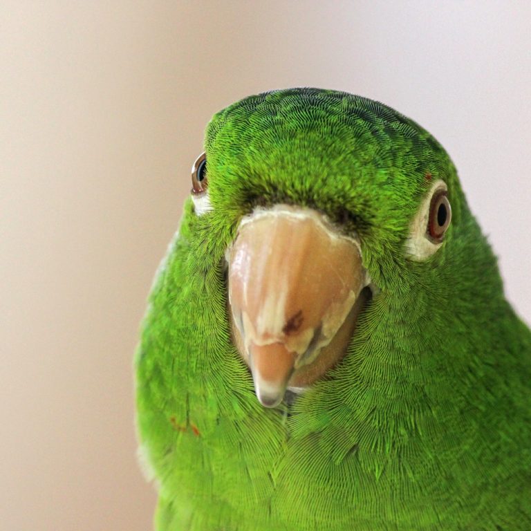 Parrot robs reporter while live on-air and takes off like a bandit