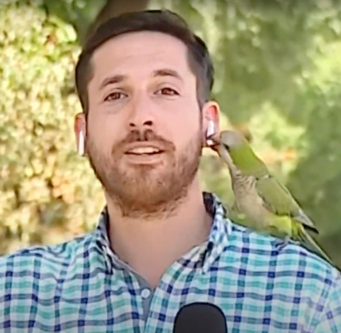 Parrot robs reporter while live on-air and takes off like a bandit