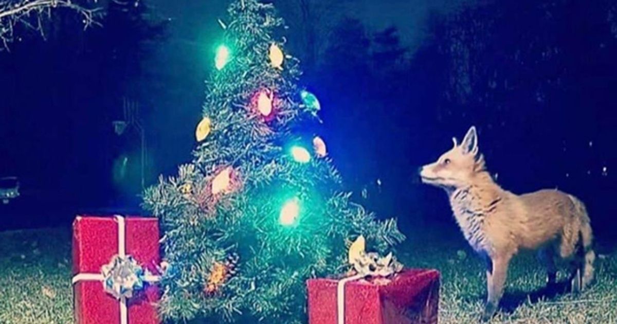 Woman sets up wildlife camera near her outdoor Xmas tree and the ...