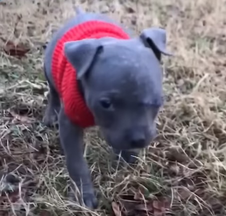 Devastated and depressed pitbull finds love with tiny orphaned puppy after  her losing her own