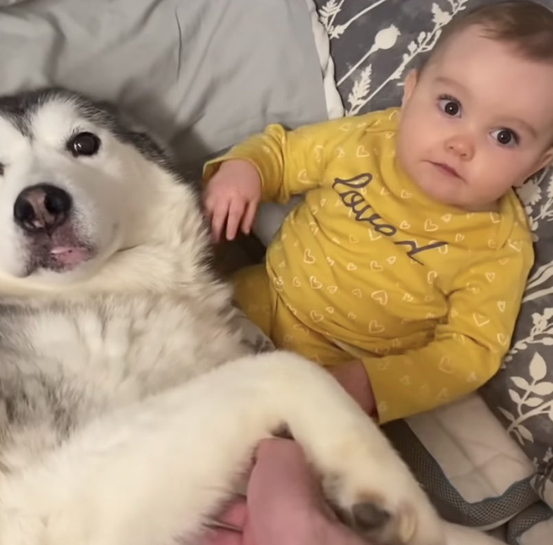 Husky melts hearts hugging baby sister while they sleep