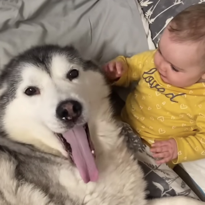 Husky melts hearts hugging baby sister while they sleep