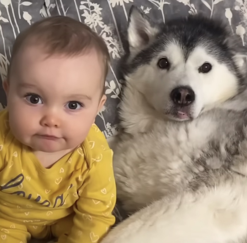 Husky melts hearts hugging baby sister while they sleep