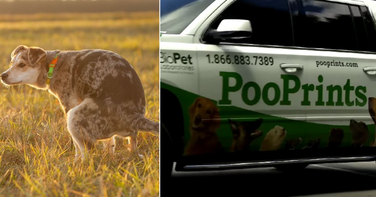 Dog Poop DNA testing company has a unique way to hold irresponsible dog