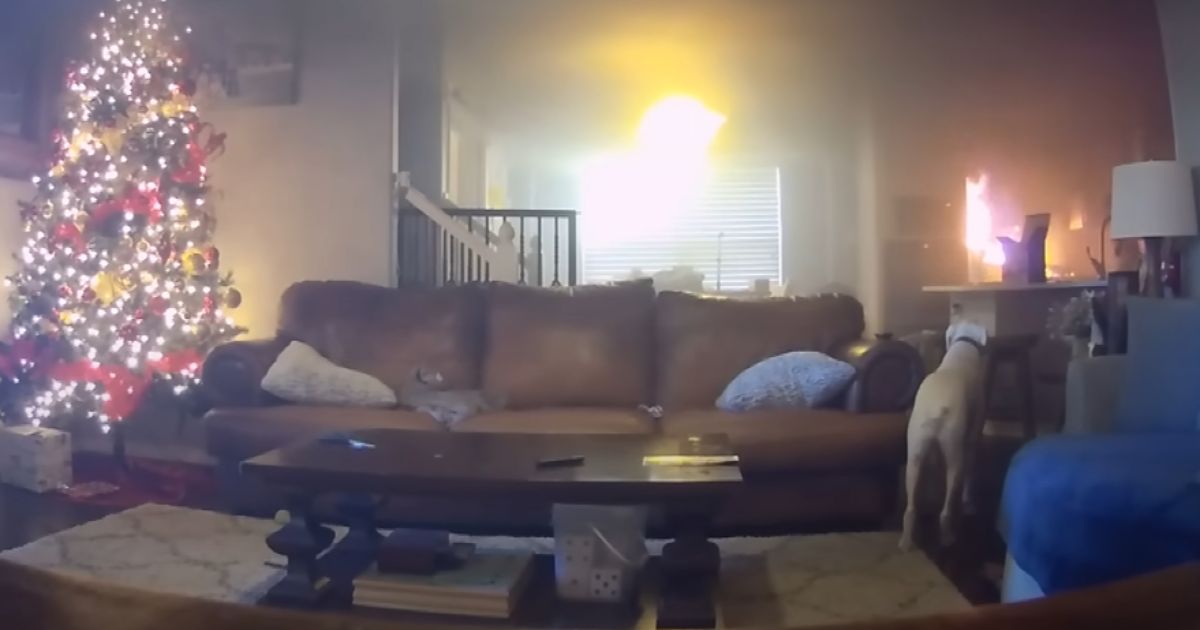 Adorable dog accidentally sets kitchen on fire trying to get some treats