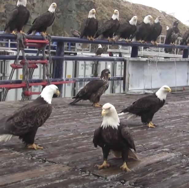 Bald Eagles Swarm Net on Alaskan Fishing Boat 