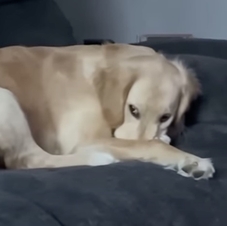 Man asks pup ‘where’s cat’ and pup shows his ‘hiding spot’