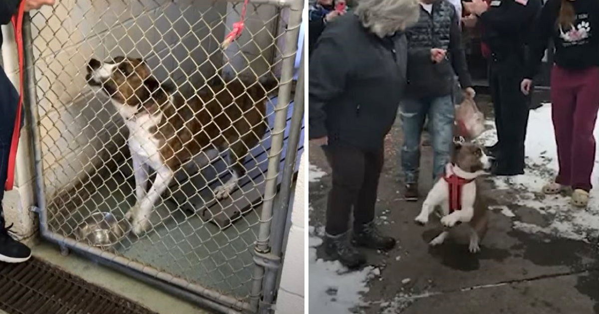 Dog in shelter for 500 days bounces with excitement leaving with new ...