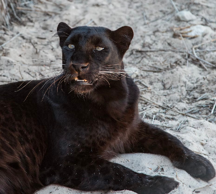 It's a beautiful day' for Bono the black leopard