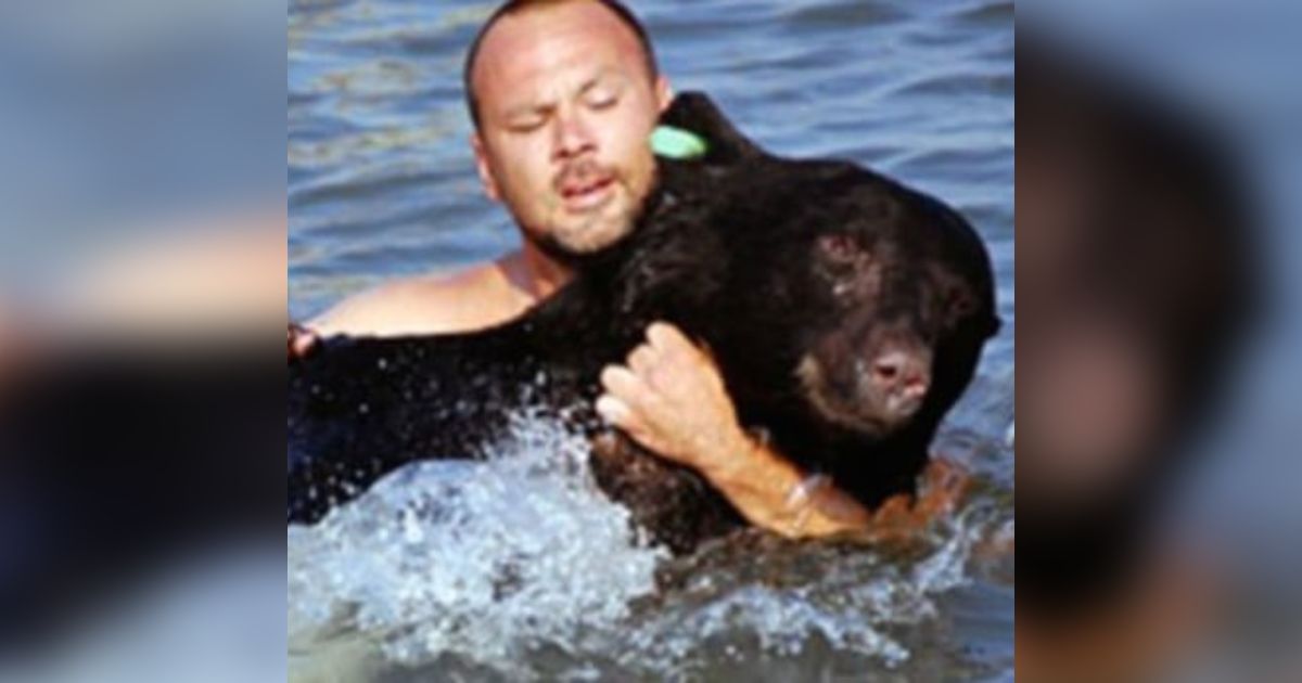 "Heroic Man Saves 375Pound Black Bear from Drowning in a Remarkable