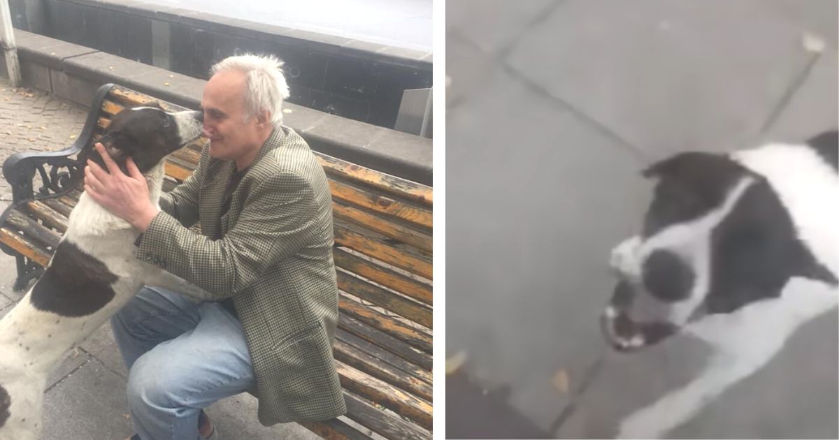 Man approaches his lost dog of three years and pup can’t contain his ...