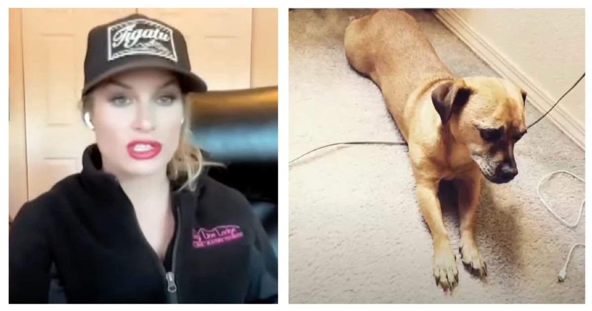 7 yrs after dog goes missing owner gets call from stranger 1,700 miles ...
